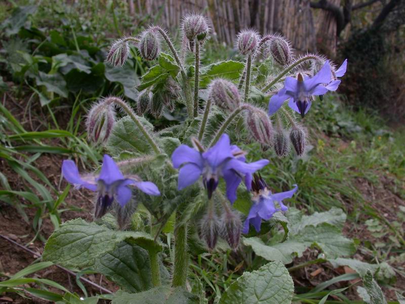 Borago officinalis / Borragine comune